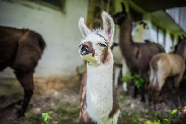 Lama Baby